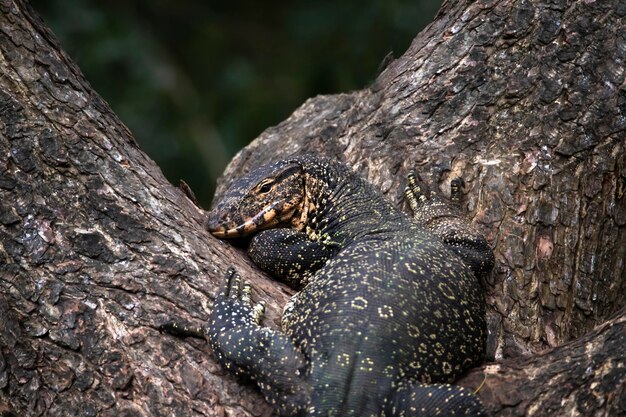 Lagarto monitor trepando un árbol