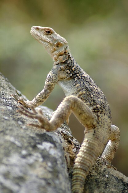 Foto lagarto en las montañas del cáucaso