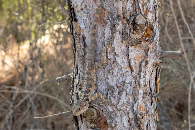 Lagarto na árvore Lagarto mesclado com a cor da árvore