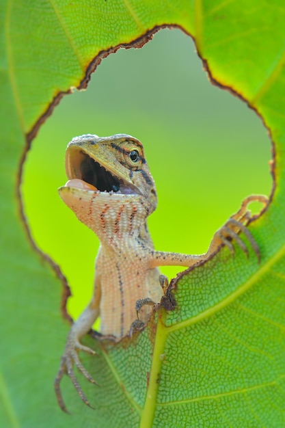 Lagarto na folha