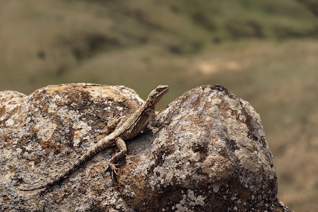 Lagarto na rocha, agamá caucasiano (Paralaudakia caucasia)