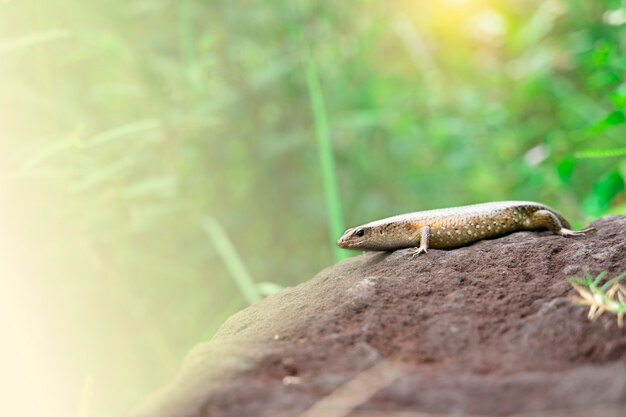 Lagarto na rocha com fundo da natureza