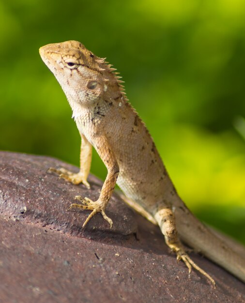 Lagarto na superfície de metal ferrugem