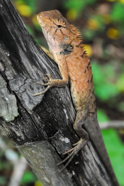 Lagarto naranja típico grande en la madera en Vietnam