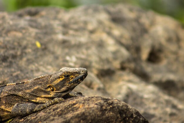 Lagarto negro sobre una roca