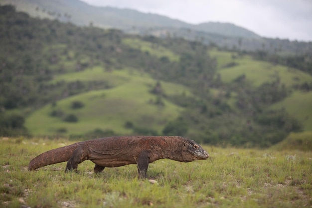 Foto lagarto no campo