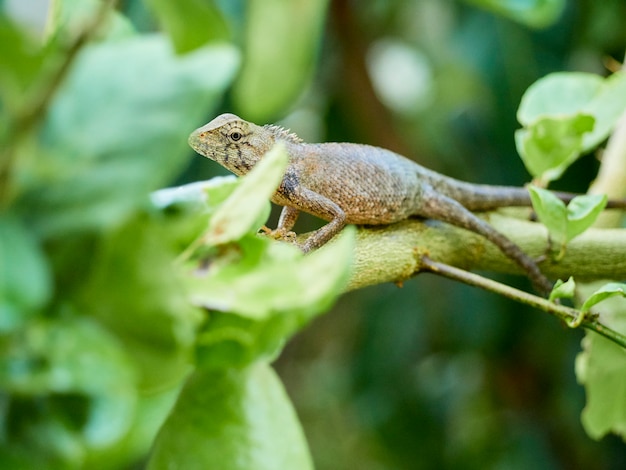 Lagarto no galho