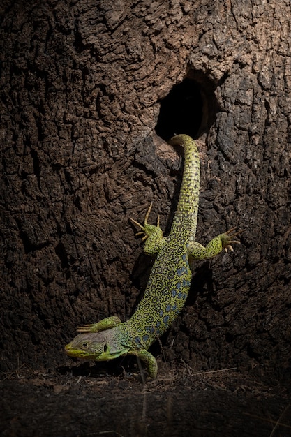 Lagarto ocelado en Córdoba España