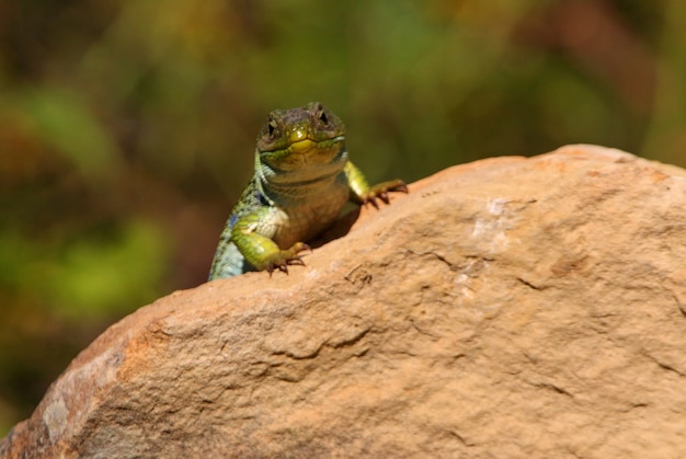 Lagarto ocelado pegando os primeiros raios de sol da manhã