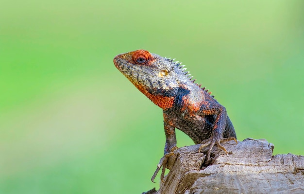 Un lagarto con ojos rojos se sienta en una rama.