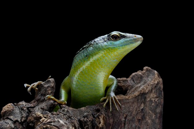 Foto lagarto olive dasia tree skink fechado na madeira com fundo isolado