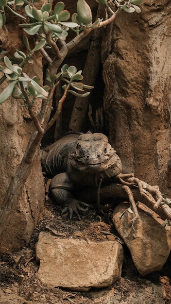 Foto un lagarto con un palo en la boca.