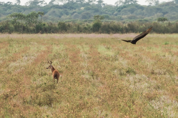 Lagarto del Pantanal en el humedal brasileño