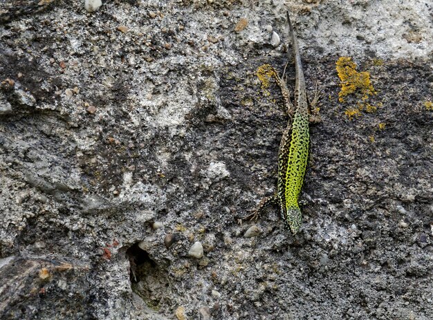 Foto lagarto de pared sobre una roca en passau, alemania