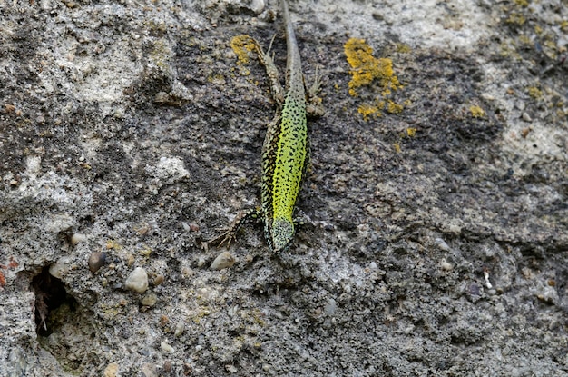 Lagarto de pared sobre una roca en Passau, Alemania