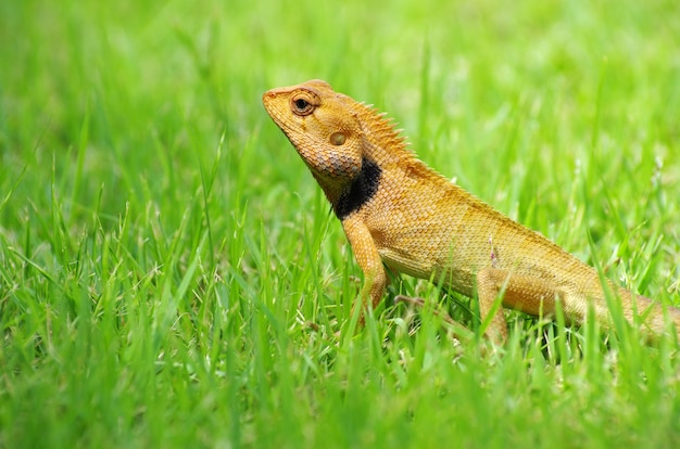 Lagarto paseando en la hierba