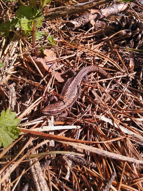 Lagarto en pasto seco