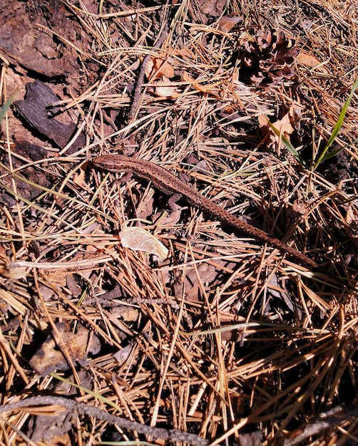 Lagarto en pasto seco