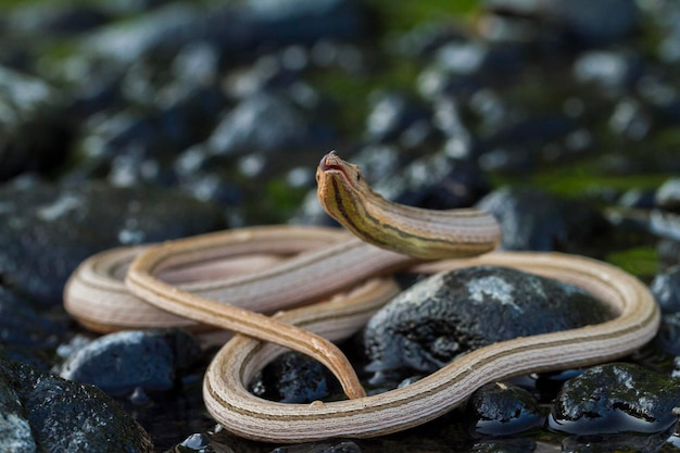 Lagarto sin patas de Burton o Lialis burtonis, lagarto lápiz Lialis burtonis en la naturaleza