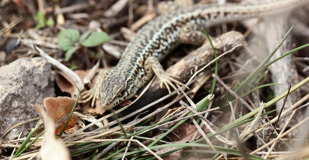 Lagarto pequeno e fofo na grama