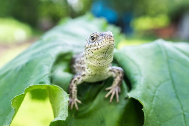 Lagarto pequeno em folha verde