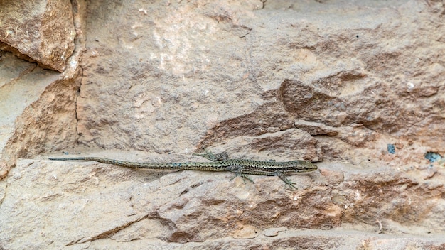 Lagarto pequeno em uma pedra