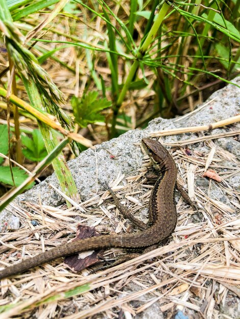 Lagarto pequeno em uma rocha ao ar livre