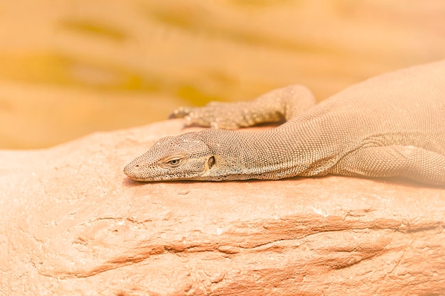 Foto lagarto en la piedra naranja