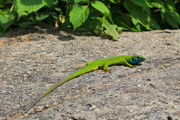 Lagarto en la piedra