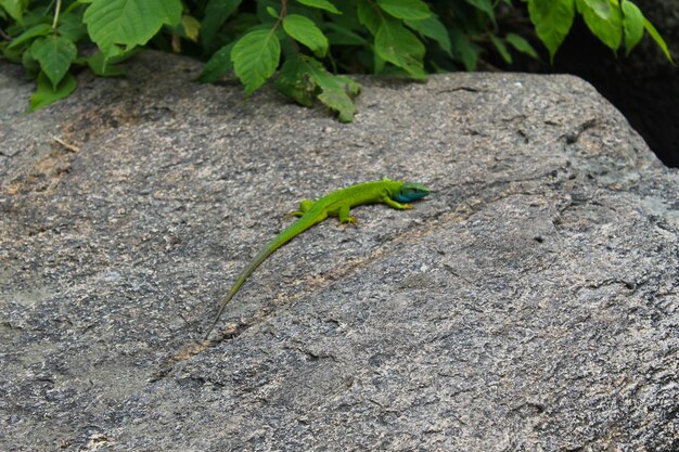 Lagarto en la piedra