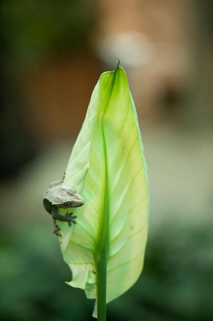 un lagarto en una planta con un lagarto verde en él