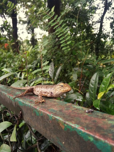 Foto lagarto por las plantas en el metal