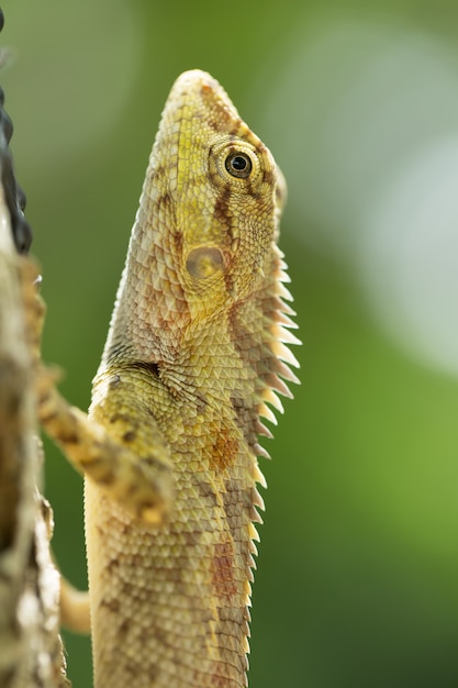 Lagarto posado en un árbol detrás del green.