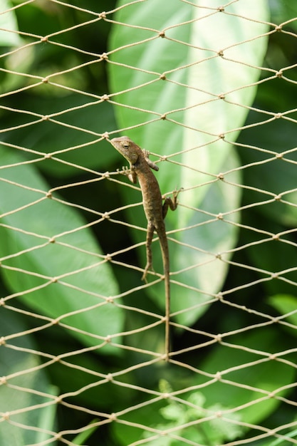 Foto lagarto posado en una red