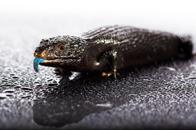 Lagarto preto de língua azul em ambiente de estúdio molhado, escuro e brilhante