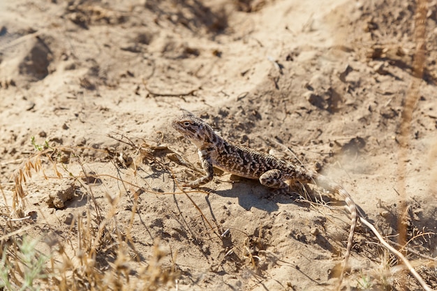 Lagarto que vive en las estepas de Kazajstán Dragón barbudo