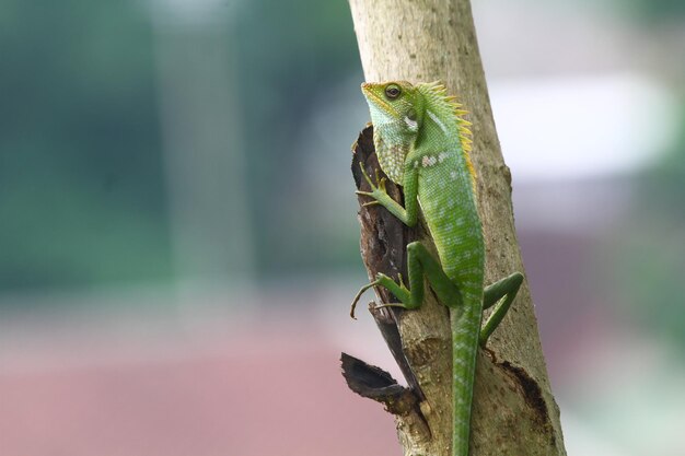 Foto un lagarto está en una rama con un lagarto verde en él