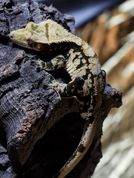 Un lagarto en una rama