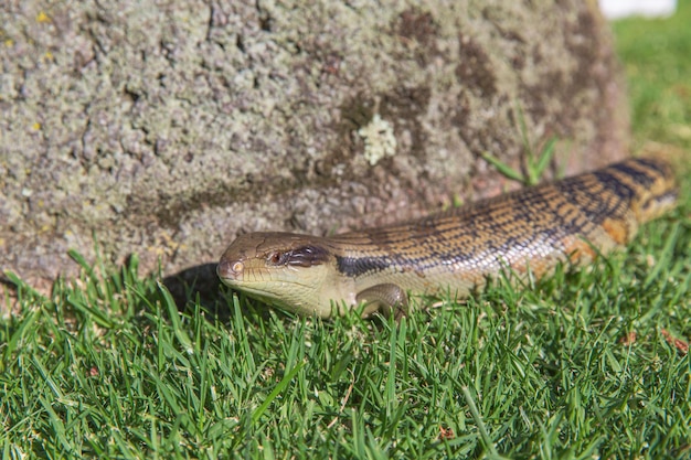Lagarto reptil eslizón lengua azul arrastrándose sobre la hierba verde en el parque de Australia vista cercana