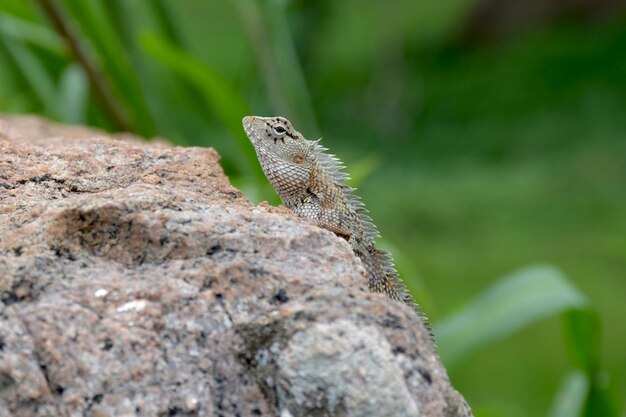 Foto lagarto en una roca y un árbol