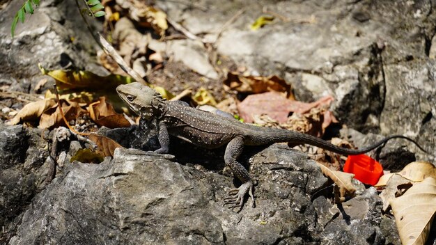 un lagarto en la roca del bosque