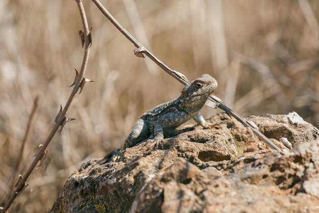 Lagarto en una roca contra el telón de fondo de alambre de púas