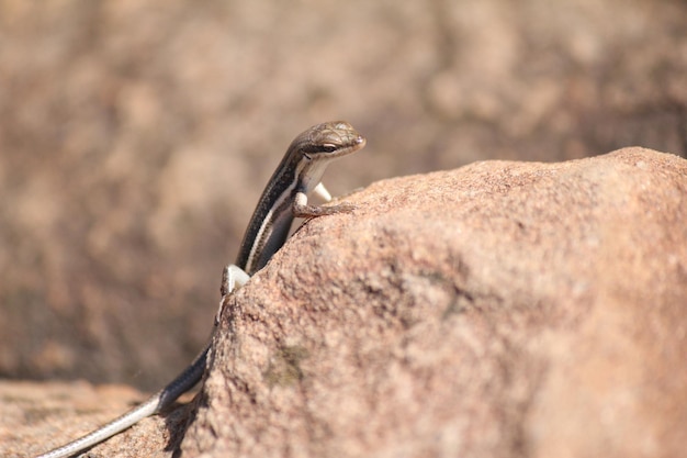 Foto un lagarto en una roca en estado salvaje