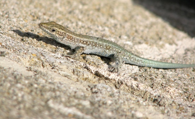 Un lagarto en una roca con la palabra lagarto en él