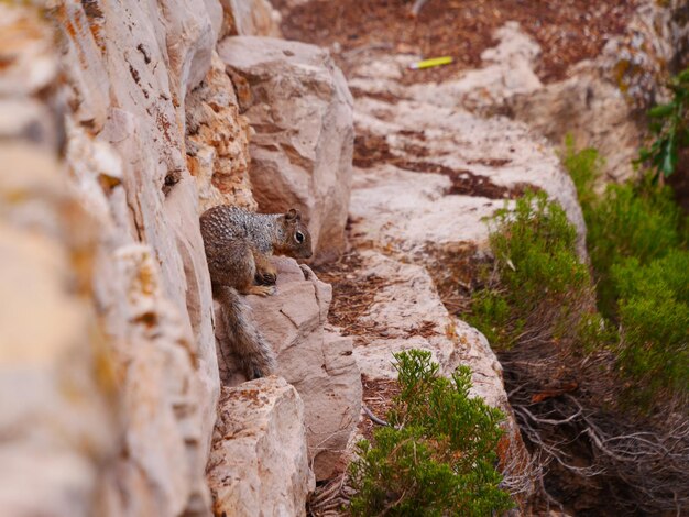 Foto lagarto en la roca