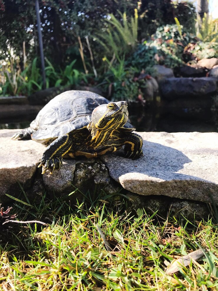 Foto lagarto en una roca