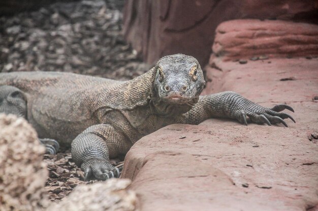 Lagarto en la roca