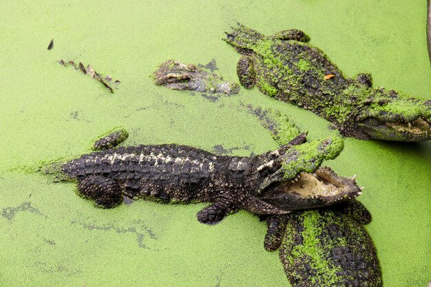 Foto lagarto en una roca