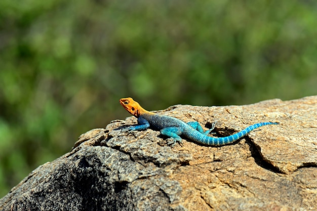 Lagarto en la sabana africana en sus entornos naturales