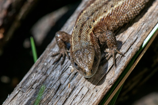 Lagarto se aquece ao sol. fechar-se